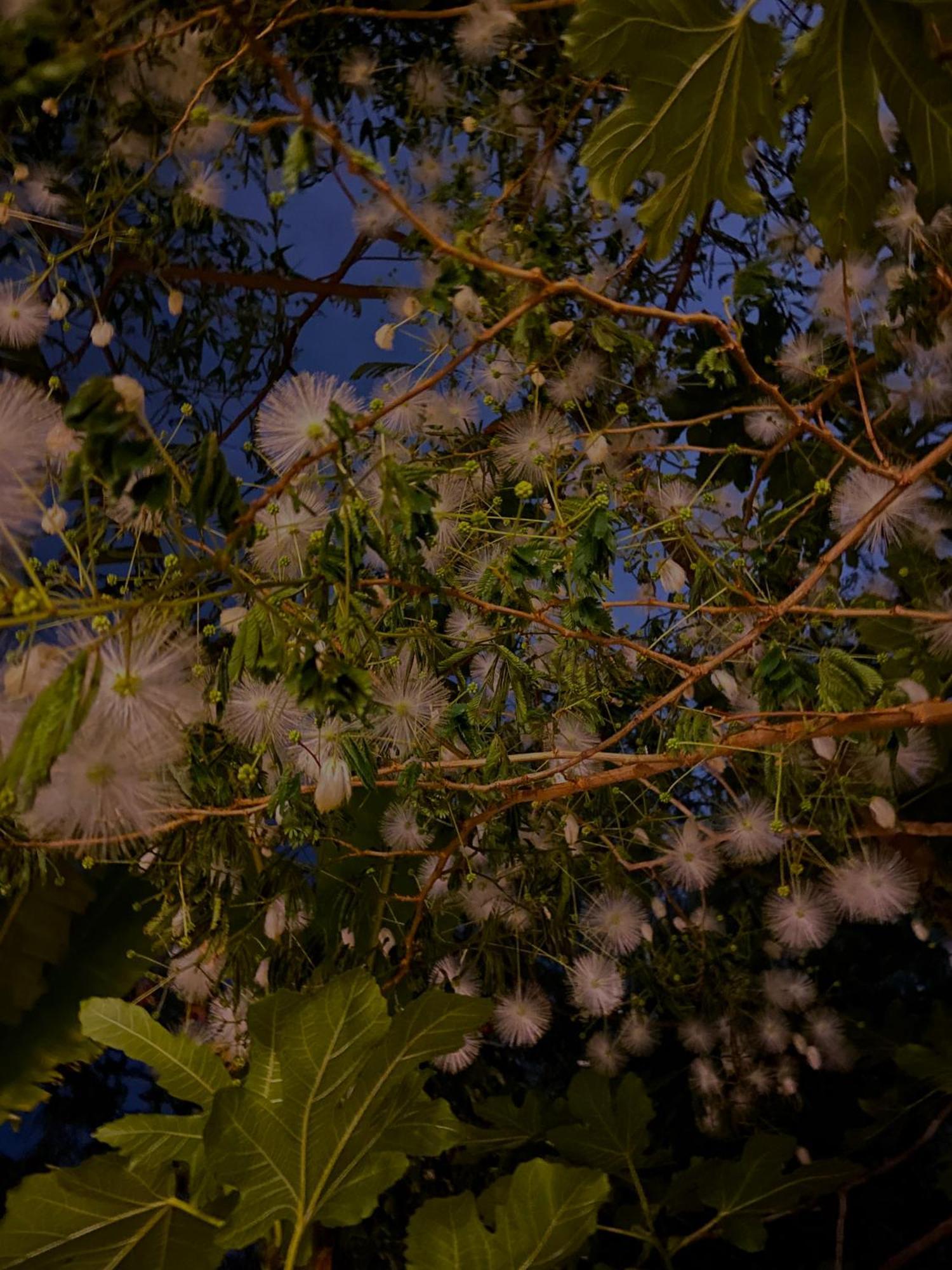 Kamagasaki University Of The Arts Cafe Garden Guest House Aka Cocoroom Osaka Esterno foto